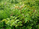 ヤマブキショウマ