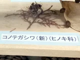 侧柏
