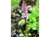 Gymnadenia conopsea