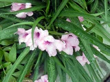 Ruellia brittonia