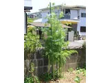 胡萝蔔