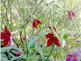Nicotiana