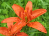 小红帽