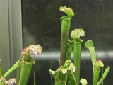 白瓶子草