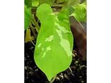 Henka asagao 'Kagayaki55’