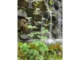 Anemone nikoensis