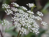 Angelica acutiloba