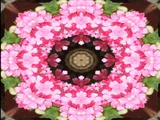 バーベナ
