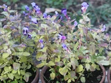 Torenia fournieri