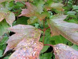 Viburnum sargentii