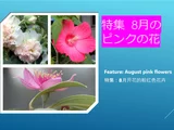 テンニンカ