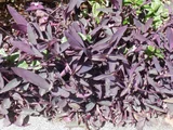 Tradescantia pallida