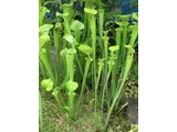 Sarracenia flava