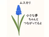葡萄风信子
