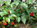 Kadsura japonica