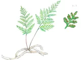 Humata tyermannii