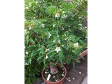 日本紫茎