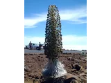 银箭草