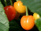 Prunus avium