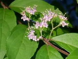 Callicarpa dichotoma