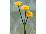 Gerbera