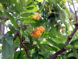 Ashoka tree