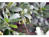 草莓樹