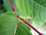 Japanese knotweed