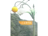 枇杷
