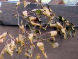 Malus toringo