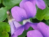 藍菫菜