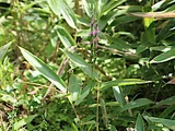 Spiranthes sinensis