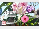 カノコユリ