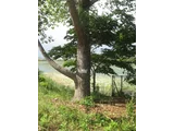 ポプラ