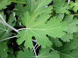Macleaya cordata