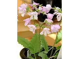 櫻草 '东太'