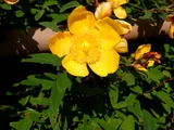 Hidcote