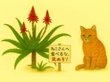 キダチアロエ