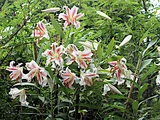 紅筋天香百合
