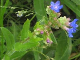 Alkanna tinctoria