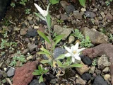 Leontopodium discolor