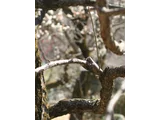 Prunus mume 'Myojo'