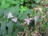 Tricyrtis macropoda