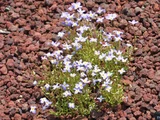Bluets