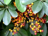 Schefflera