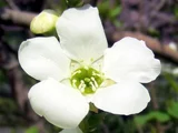 pearlbush, common pearlbush
