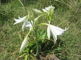 Crinum bulbispermum