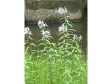 水甘草