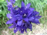 Campanula glomerata "Dahurica"