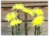 江戸菊 菊>古典菊